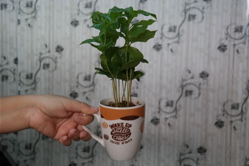 Kahve severlerin favorisi bu bitki
