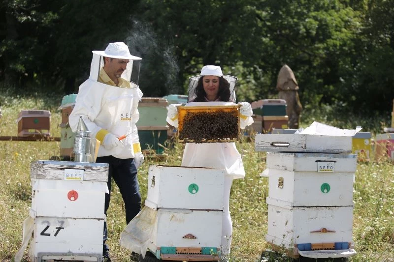 Ülke genelindeki orman yangınları arıları ve arıcılığı tehdit ediyor
