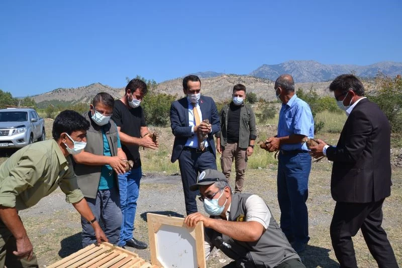 Çorum’da 300 sülün doğaya salındı
