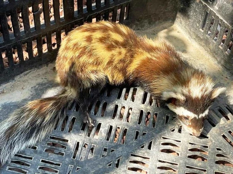 Kütahya’da yaralı alaca sansar tedavi altına alındı
