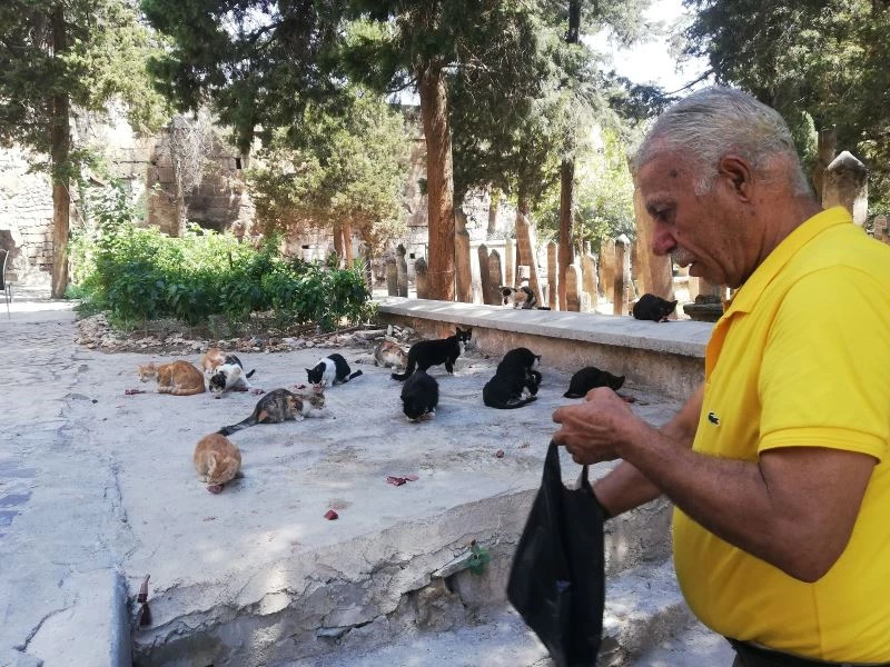 Kasaptan aldığı ciğerle 50 yıldır her gün sokak kedilerini besliyor
