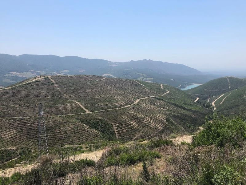 280 futbol sahası büyüklüğünde alan küle dönmüştü, yanan saha 5 ayda yeşile büründü
