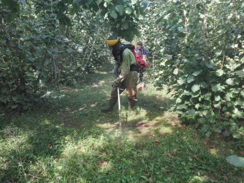 Yüksek kesimlerdeki üreticiler fındık hasadına hazırlanıyor
