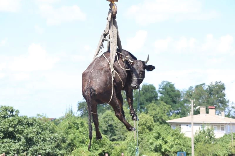 Sel sularında mahsur kalan ineğe, nefes kesen kurtarma
