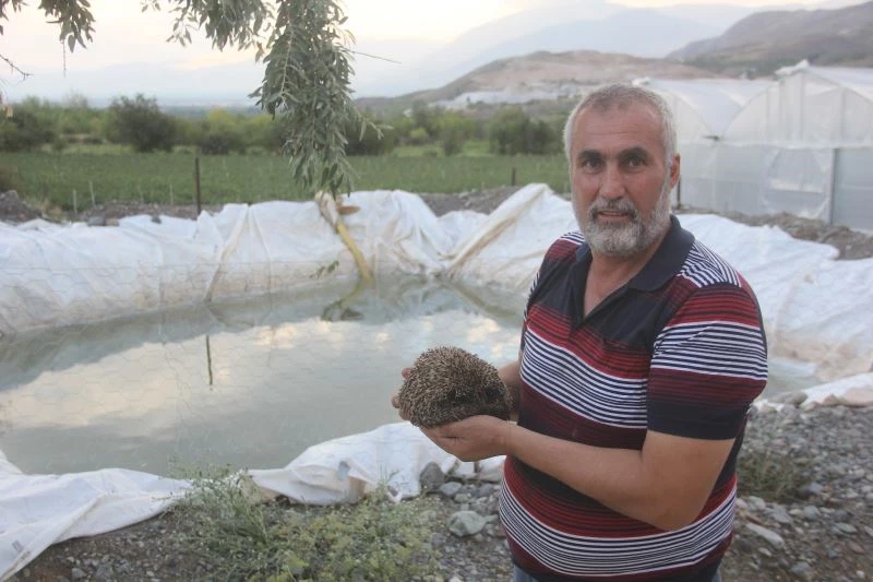  Bahçe sulama havuzuna düşen kirpiyi köylüler kurtardı
