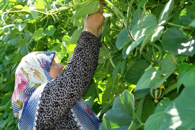Tadına doyum olmayan ürünün hasadı başladı
