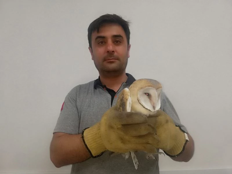 Yaralı baykuşu hayvansever kurtardı
