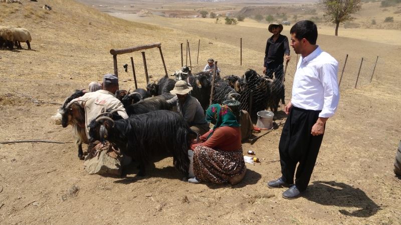 Yayladan getirdikleri sütlerle Maraş dondurmasına rakip oldular
