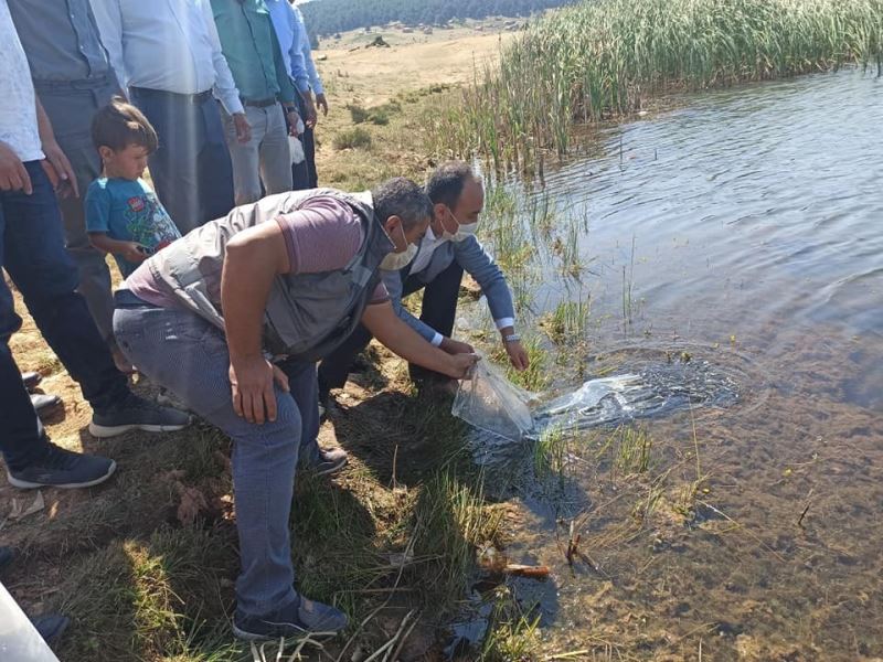 Aslanapa’da  277 bin yavru sazan 3 gölette suyla buluştu
