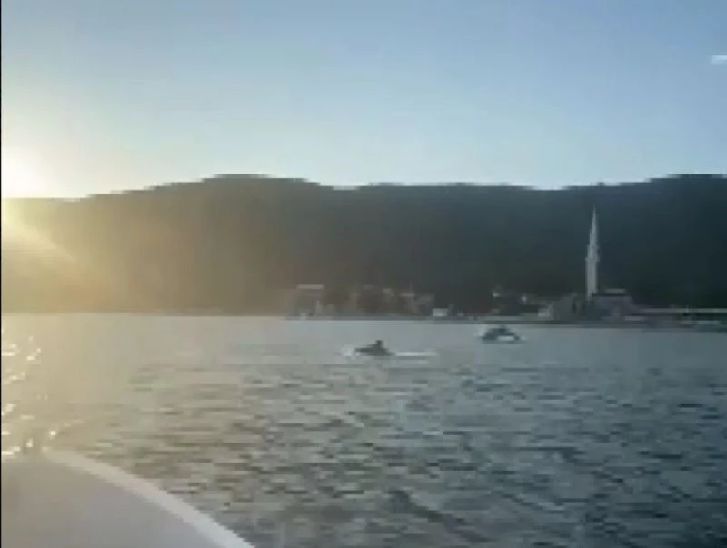 Müsilajdan temizlenen Gemlik körfezini yunuslar bastı
