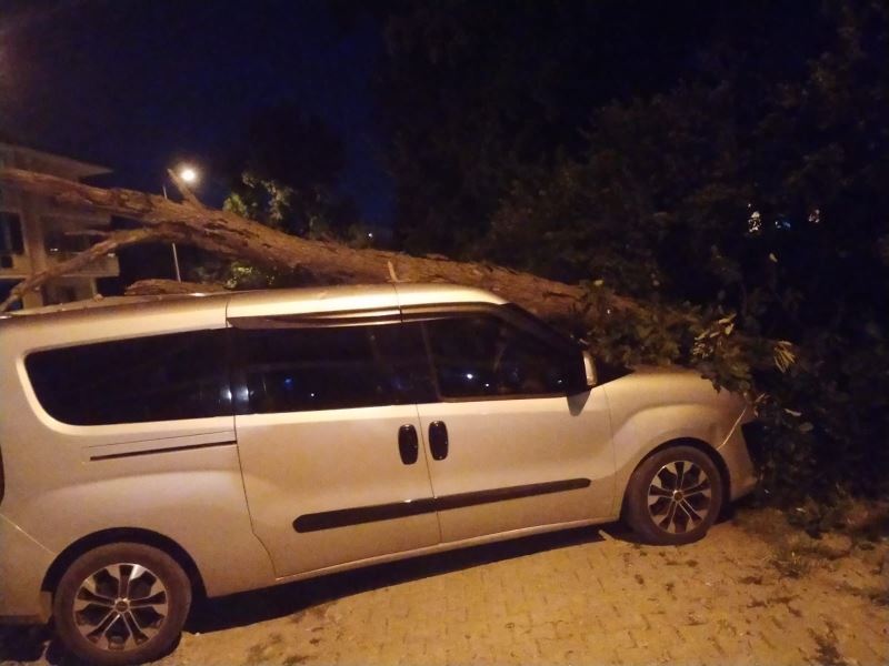Kurumuş ağaç, park halindeki aracın üzerine devrildi
