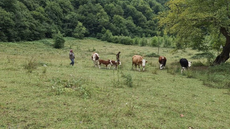 (Özel) Selden otomobil bagajına yükleyerek kurtardığı buzağılar annesine kavuştu
