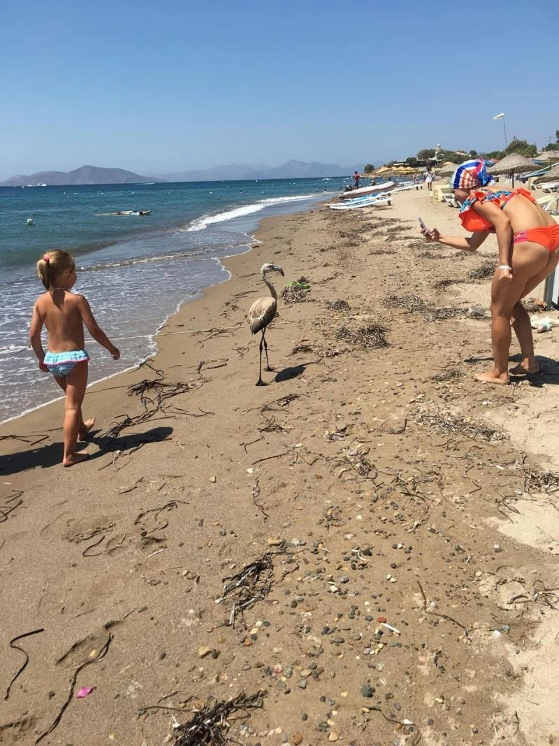 Flamingo’yu sahilde görenler şok oldu
