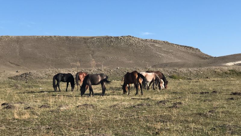 Kars’ta yılkı atları doğal ortamlarında görüntülendi
