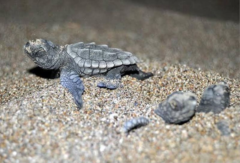 Bozyazı’da caretta carettalar için sahilde ışıklar kapatıldı
