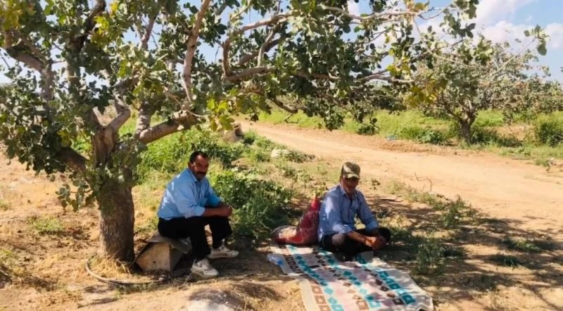 Şanlıurfa’da bekçilerin fıstık nöbeti başladı
