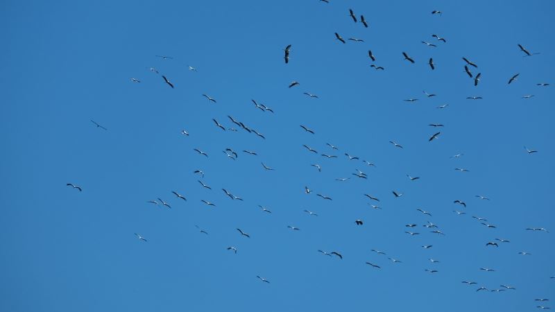 Leyleklerin göçü İskenderun Körfezi’nde güzel görüntüler oluşturdu
