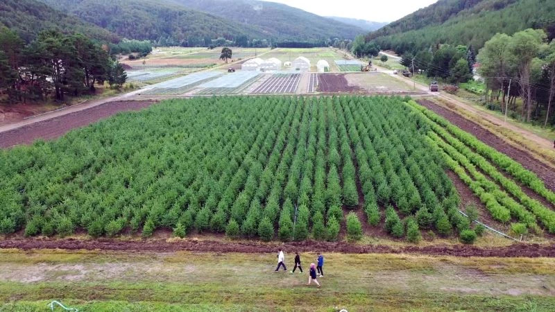 Yozgat’ta yetiştirilen fidanlar yanan ormanlara umut olacak
