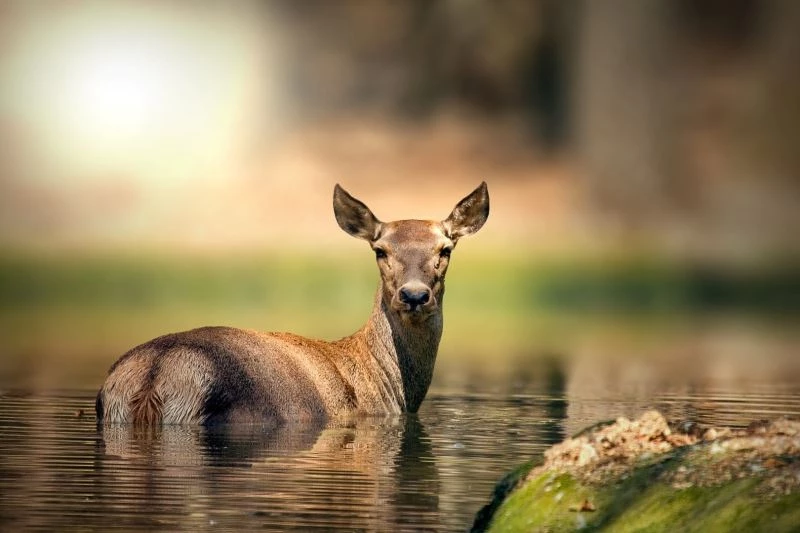 Ormanya’ya uluslararası ödül

