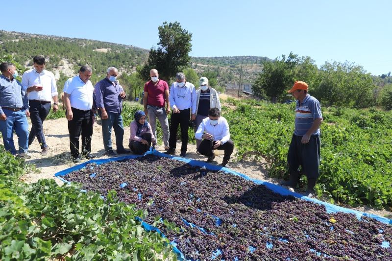 Gülnar’da kişniş üzümü hasadı başladı
