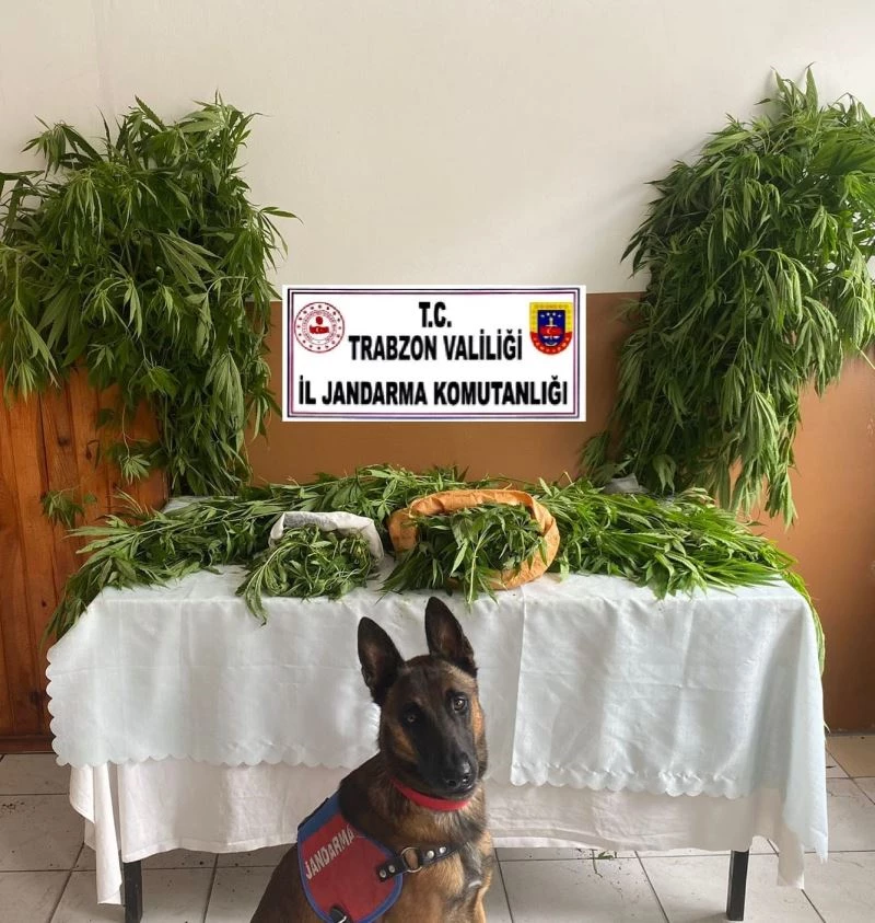 Annesinin bahçesine kenevir ektiler, ilçe merkezine getirirken yakalandılar
