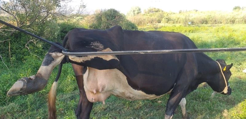 İneğin başına gelen talihsiz kaza herkesi şaşırttı
