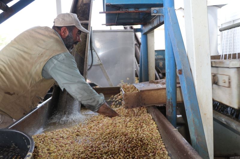 Fıstıkta ‘Kavlatma’ mesaisi başladı
