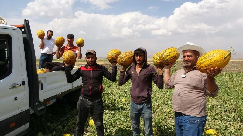 Muş Ovasındaki kavunlar çevre illere gönderiliyor
