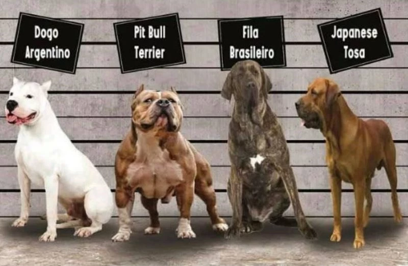 Irk köpek besleyenlere kısırlaştırma ve kayıt zorunluluğu
