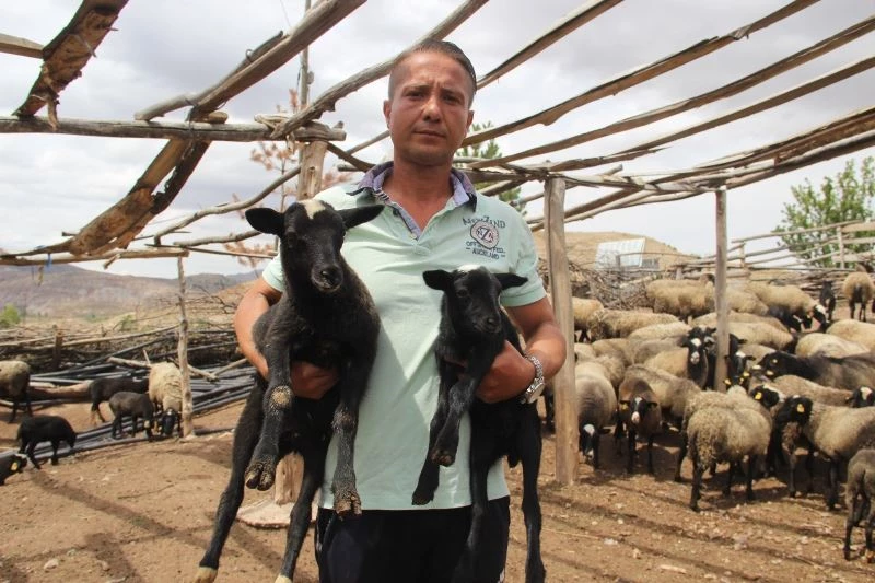 Üç dil bilen turizmci çobanlığı seçti
