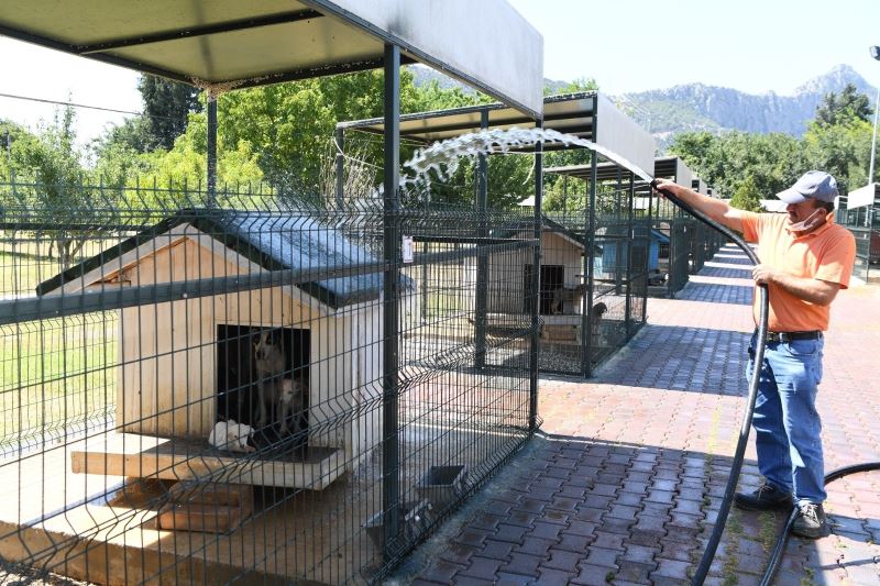 Konyaaltı’nda köpekler banyo seanslarıyla serinliyor
