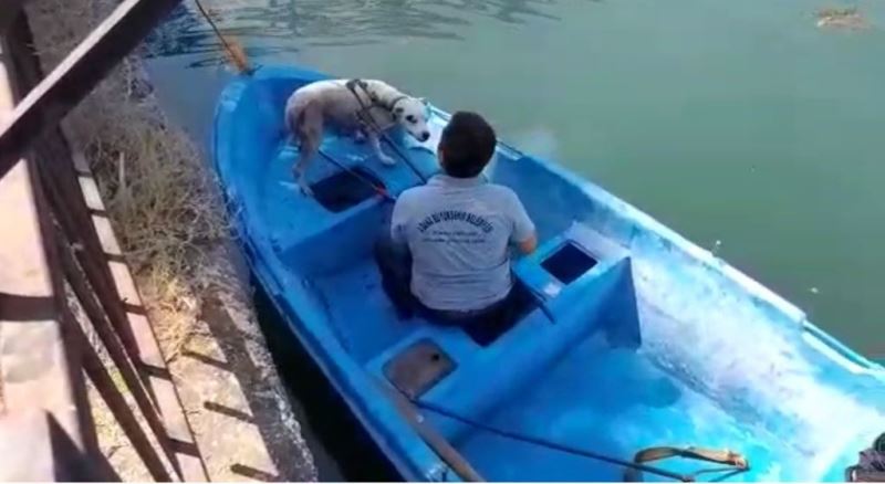 Seyhan nehrinde su giderine sıkışan köpeği büyükşehir ekipleri kurtardı
