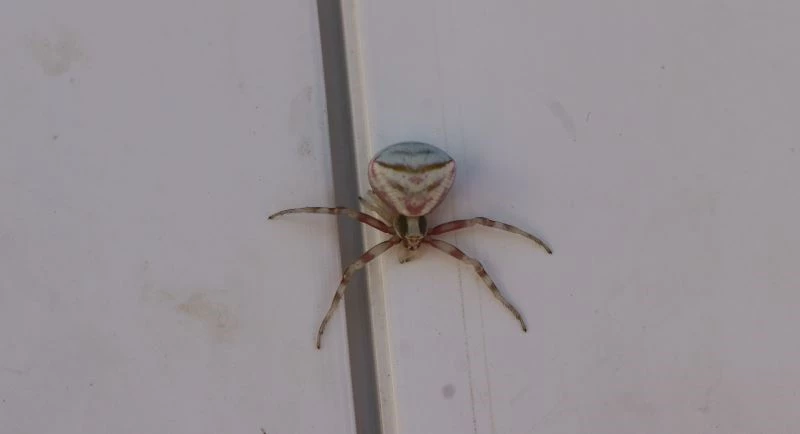 Yozgat’ta insan yüzlü örümcek görüntülendi
