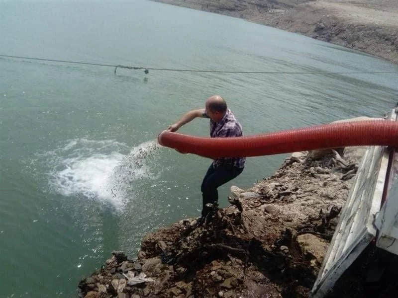 Aydın’da 501 bin sazan su ile buluştu
