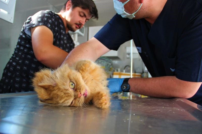 Sel bölgesinde zarar gören dilsiz canlar böyle tedavi ediliyor
