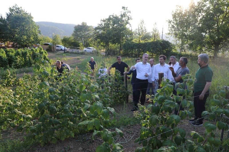 İnegöl’de ahududu hasadı başladı
