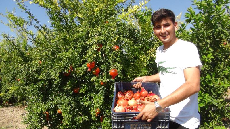 Yılın ilk Hicaz Narı hasadı Silifke’de yapıldı
