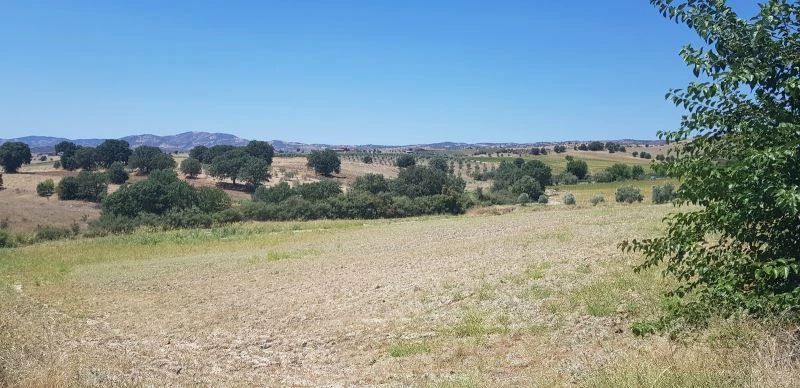 Manisa Büyükşehir Belediyesi binlerce fidanın takibini yapıyor
