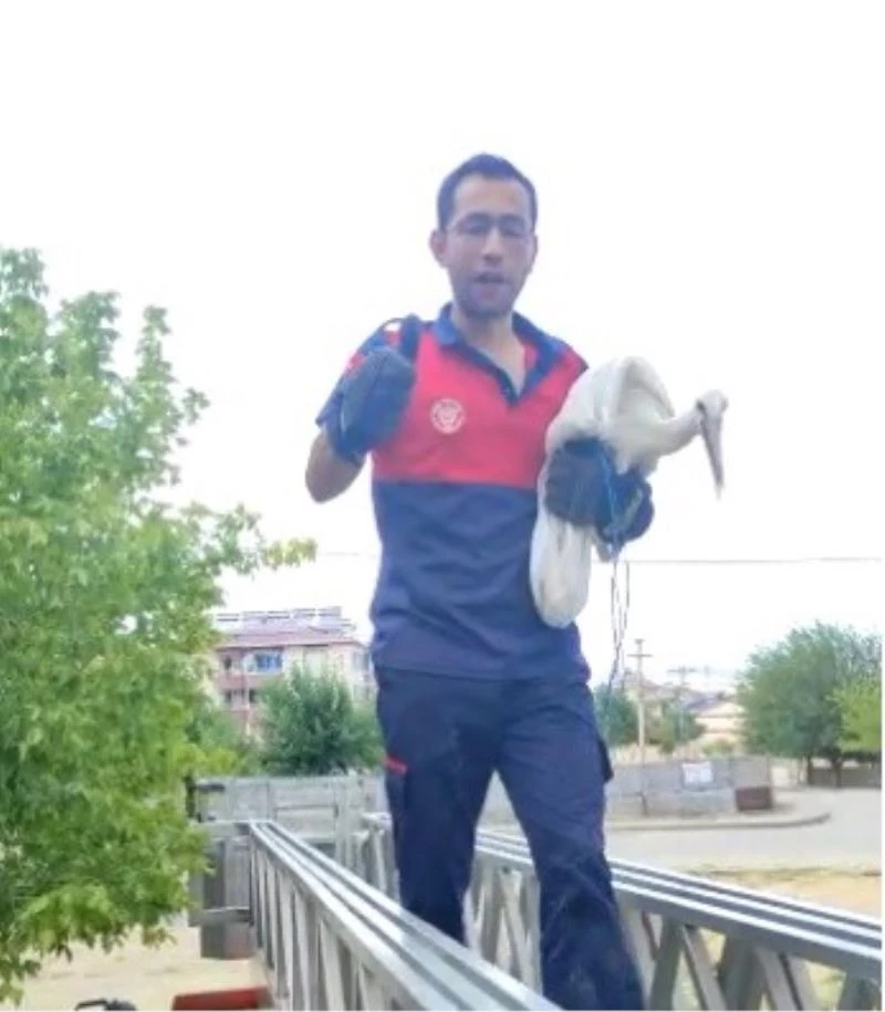 Cami kubbesindeki zincire ayağı takılan leylek  kurtarıldı
