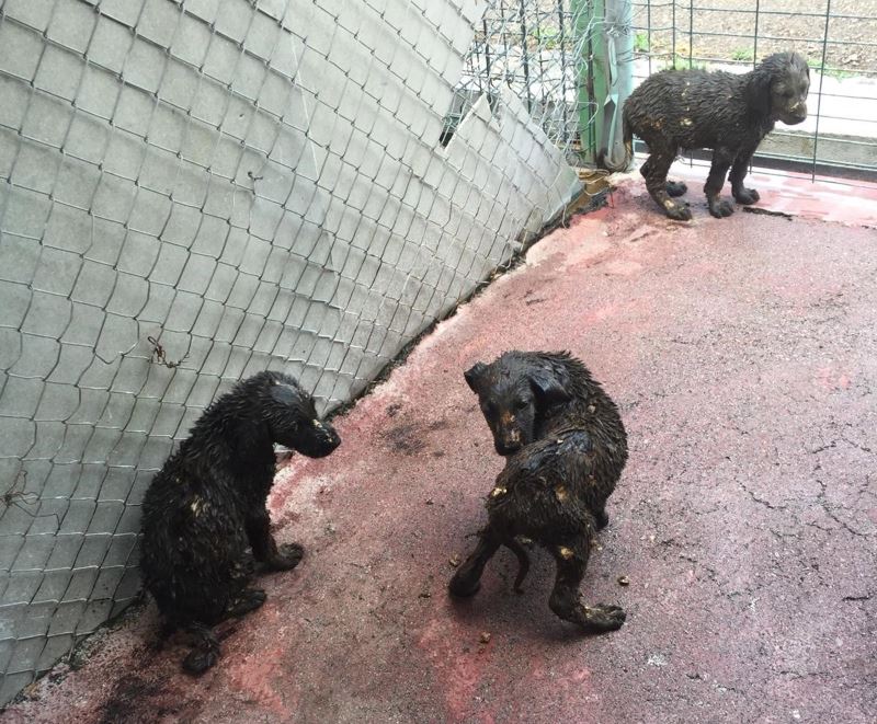 Çankaya’da asfalt ziftine düşen 3 yavru köpek kurtarıldı
