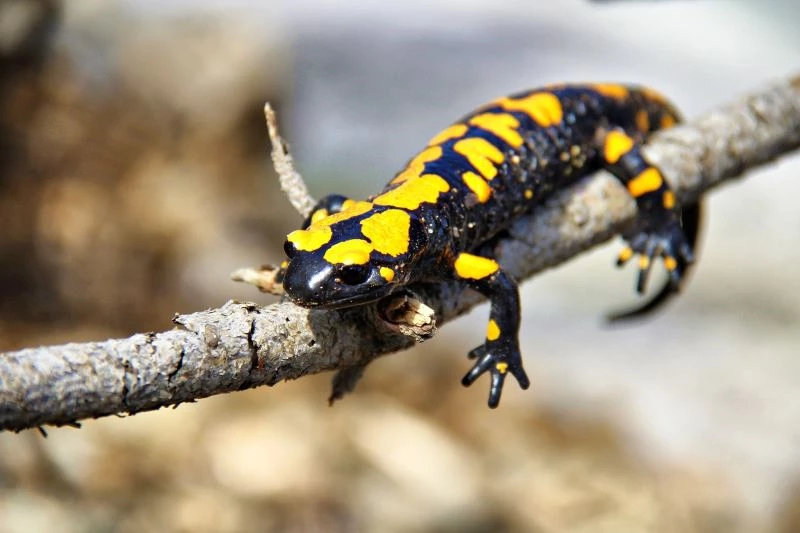 Kahramanmaraş’ta sarı benekli semender görüntülendi
