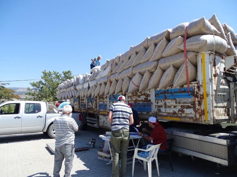 Emet ve Hisarcık’ta haşhaş kapsülü alımları tamamlandı
