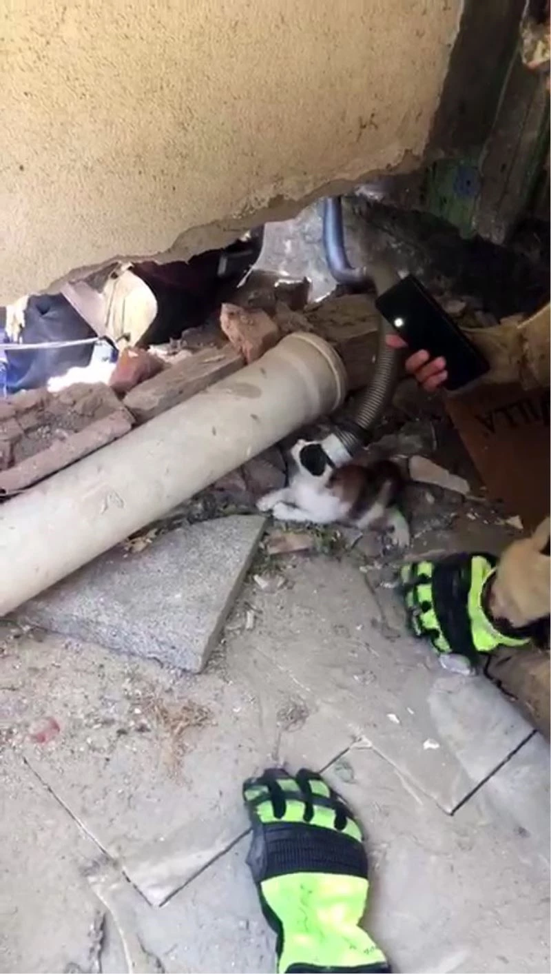 (Özel) Beylikdüzü’nde boruya sıkışan yavru kediler kepçeyle kurtarıldı
