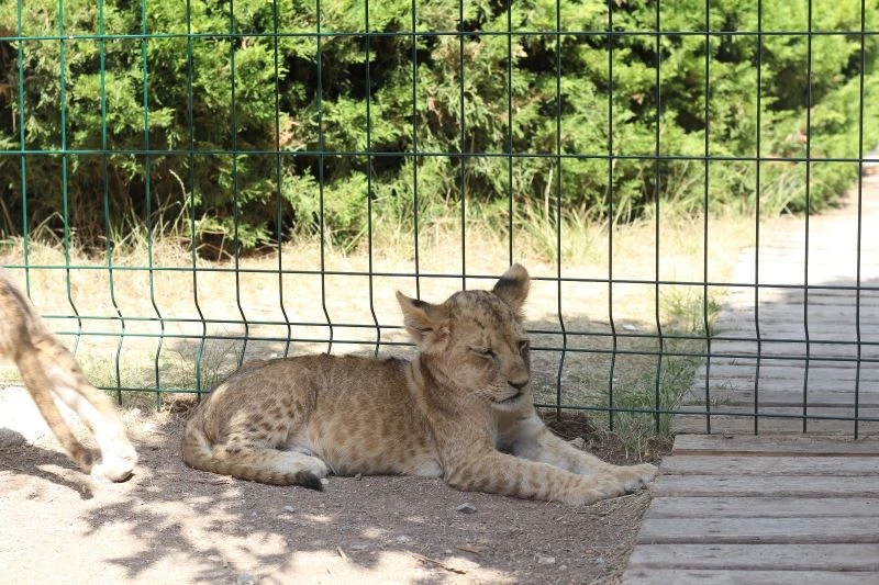 Başkentin 9 yavru aslanının isimleri oylama ile belirlenecek
