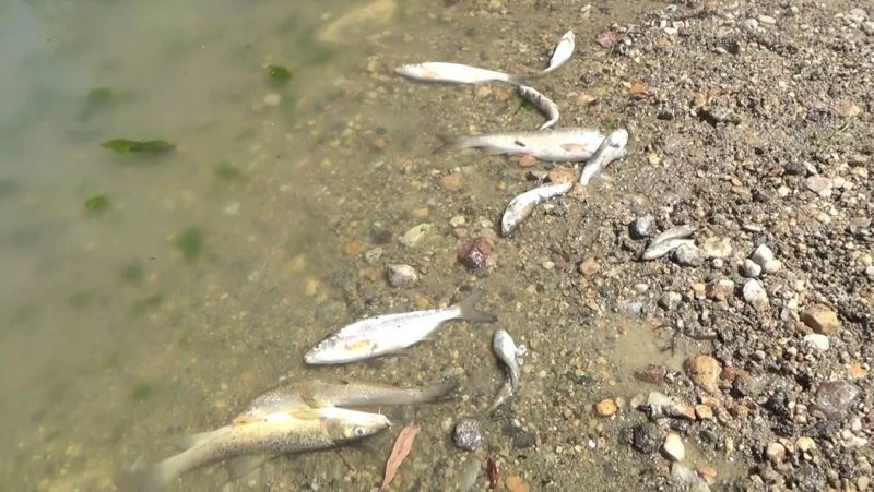 Porsuk Çayı’ndaki toplu balık ölümleri tedirginliğe yol açtı
