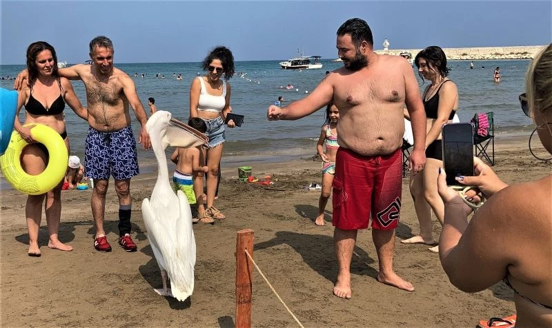 Tatilcilere renk katan pelikanlarla 25 yıllık dostluk
