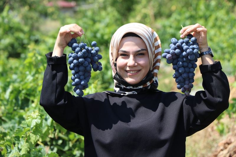 (Özel) Tescilli Cimin üzümünde hasat zamanı
