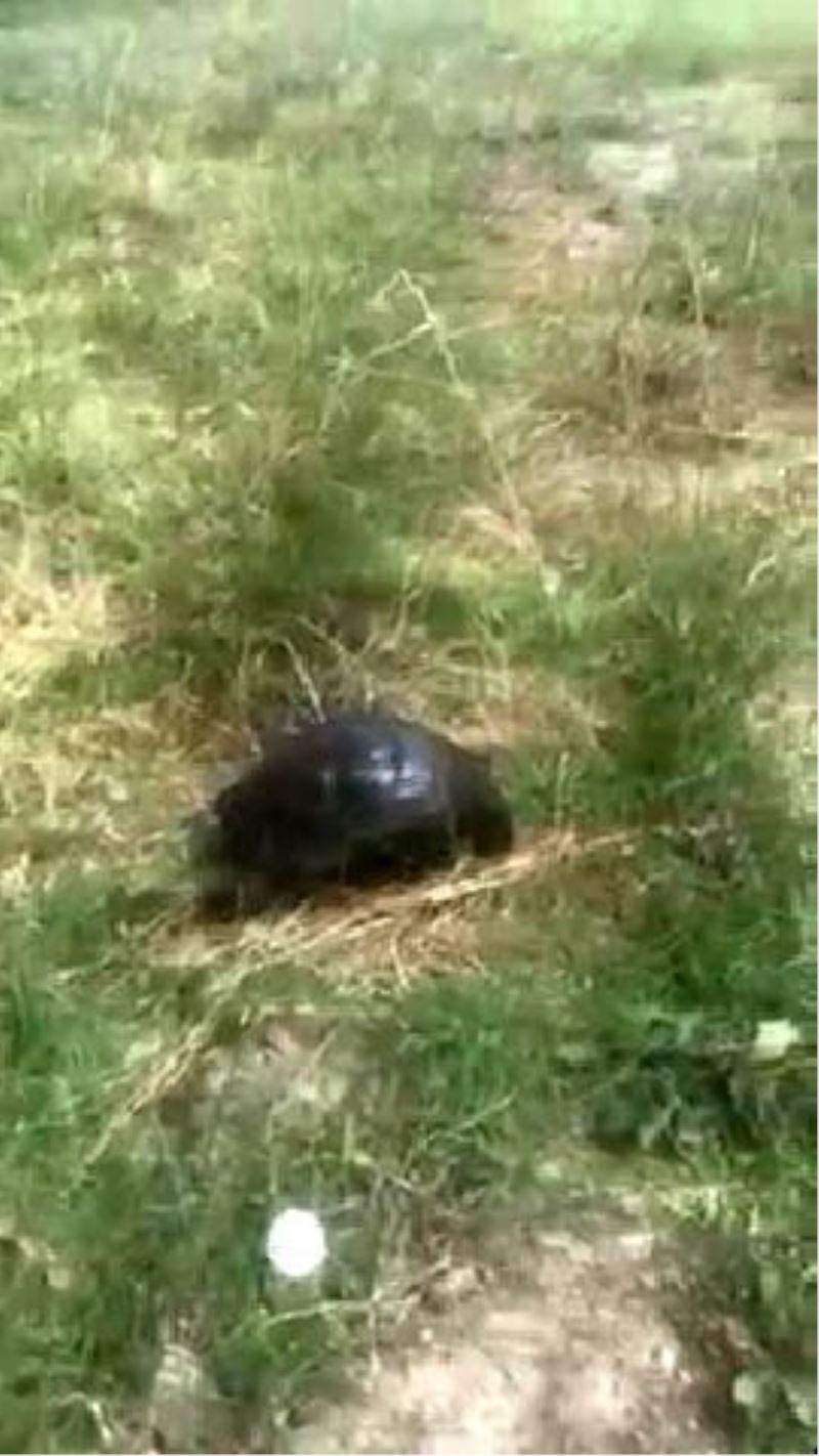 Zifte bulanmış halde bulunan kaplumbağa, temizlenerek tekrar doğaya bırakıldı
