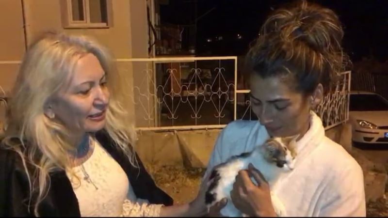 Yaralı kedi bir aylık tedaviden sonra tekrar doğal ortamına bırakıldı
