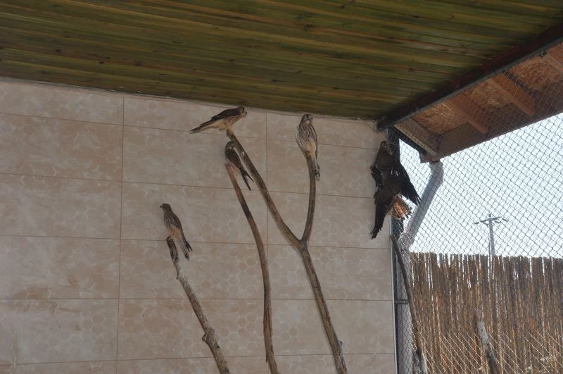 Afyonkarahisar’da 12 kerkenez doğaya salındı
